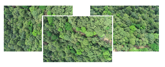Forest Tree Dataset