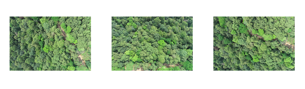 Forest Dataset